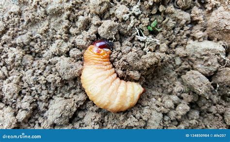 Sago Worm, Larvae from the Red Palm Weevil on Soil Stock Photo - Image ...