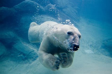 Eisbären: Die weißen Riesen der Arktis | wissen.de