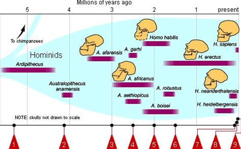 Hominid Cladogram | Science/Teaching | Pinterest