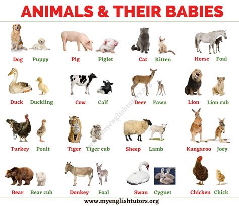 Farm Animals List, Animals Name List, Animals Name In English, Types Of ...