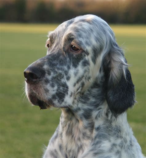 Cute English Setter dog photo and wallpaper. Beautiful Cute English Setter dog pictures