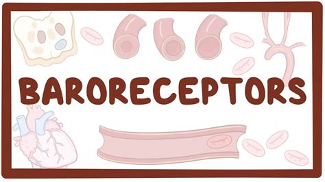 Baroreceptors: Video, Causes, & Meaning | Osmosis