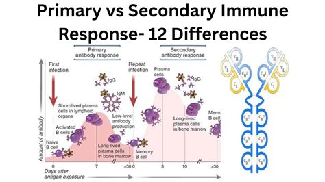 Primary vs Secondary Immune Response 12 Differences - YouTube