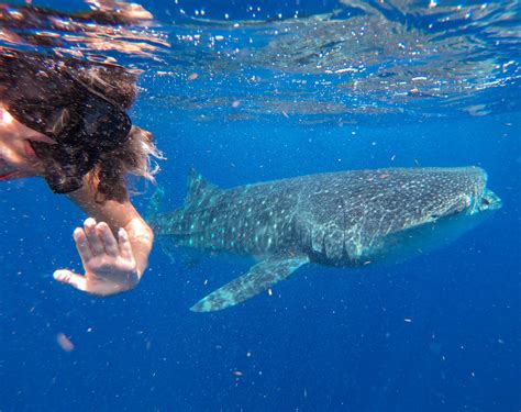 Swimming with Whale Sharks in Mexico: All You Need to Know ...