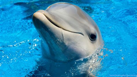 Cute Dolphin Wallpapers Pictures Photos Images. Dolphins Photo ...