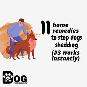 11 Home Remedies To Stop Dogs Shedding (#3 Works Instantly) – Serve Dogs