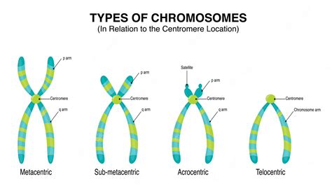 Premium Vector | Types of Chromosomes in Relation to the Centromere ...