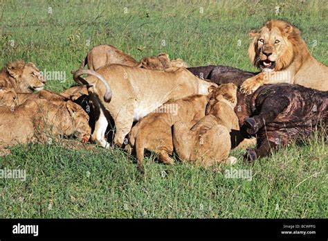 Lion pride feeding on Buffalo kill Masai Mara National Reserve Kenya ...