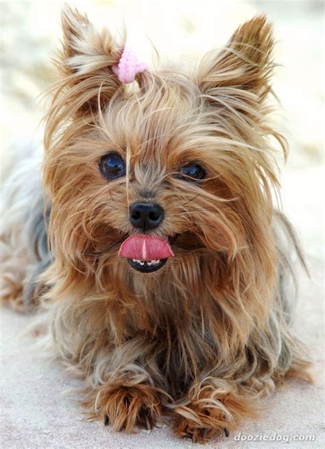 Yorkshire Terrier - Yorkshire Terriers Photo (13766633) - Fanpop