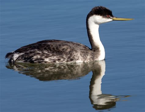 Western Grebe | San Diego Bird Spot