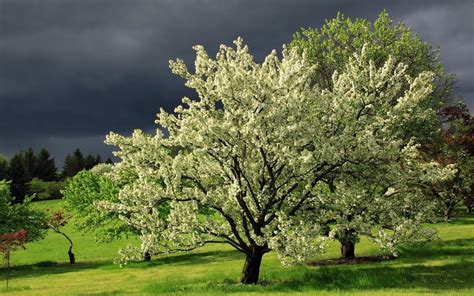 Blossoming White Tree