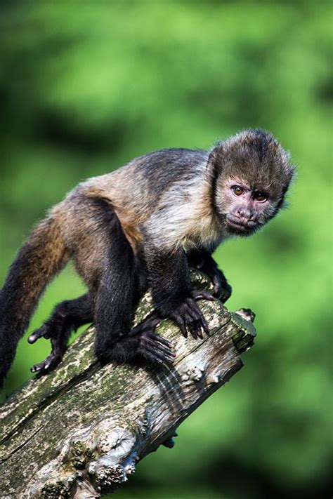 getawildlife: Chester Zoo 06/10/12 (by Dave learns his Dig SLR ...