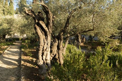 Garden of Gethsemane. Biblical Olive Garden, Where Jesus Prayed Stock Photo - Image of christian ...