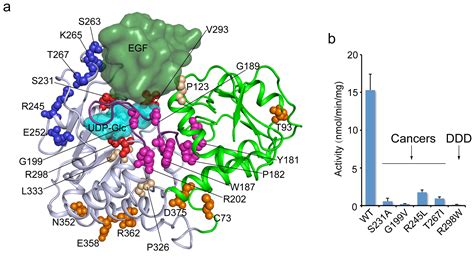 Scientists Determine Structure of Enzyme Linked with Key Cell-Signaling Protein | BNL Newsroom