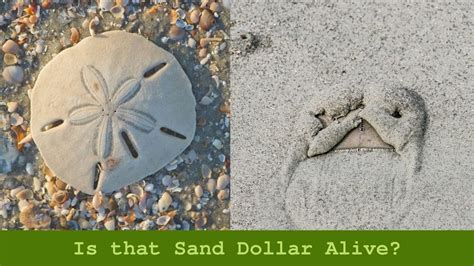 sand dollar anatomy