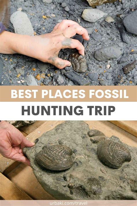 Best Places Fossil Hunting Trip