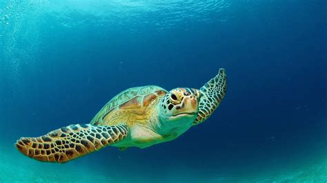 Green sea turtles are in need of protection - CGTN