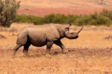 Experience Tracking Desert Black Rhino In Nambia | Art Of Safari