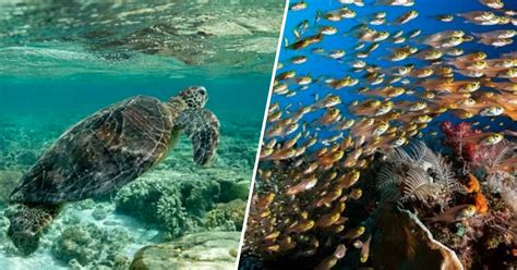 Coral Reefs and Marine Animals in Hawaii Are Thriving