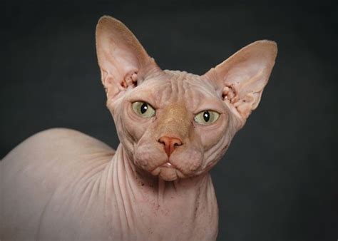 Its a "Mr. Bigglesworth" from Austin Powers! | Hairless cat, Cat behavior, Sphynx cat