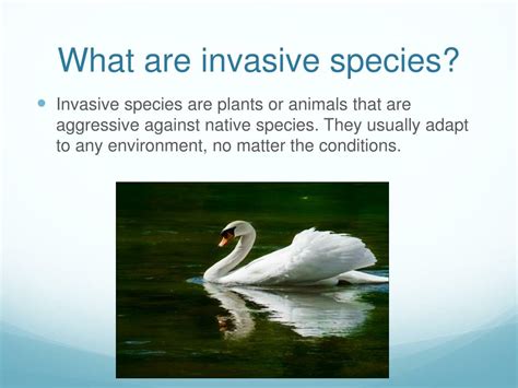 Invasive Species Examples