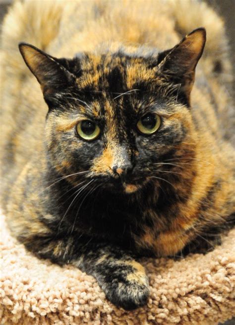 Shelter Tortie Cat Adopted and Returned Twice Because... She's Shy ...