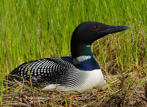 June 15, 2014 - paulsundbergphotography | Beautiful birds, Common loon ...