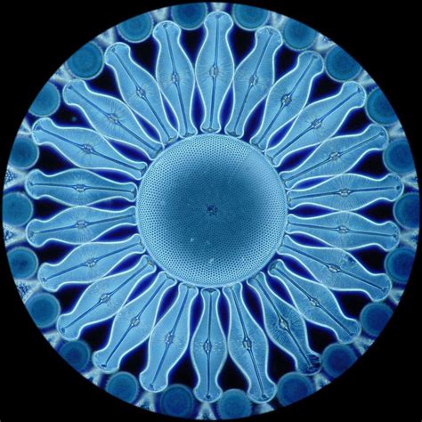 DEEP BLUE HOME: PSYCHEDELIC DIATOMS