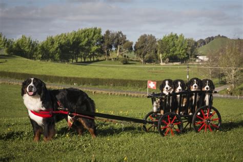 Dog Carting Facts: History, Breeds, & FAQ | Hepper