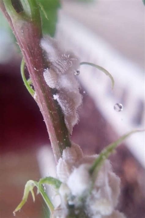 How to treat mealybugs on indoor plants | FlatwithPlants | Plant pests ...