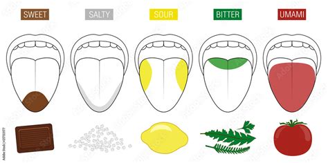 Tongue taste areas. Illustration with five sections of gustation ...