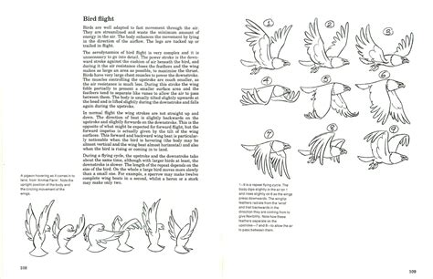 Action Analysis & Motion Studies: Bird flight patterns