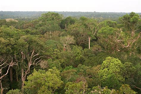 Global Warming Forecast for Amazon Rain Forest: Dry and Dying | Live ...