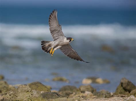 Where Do Peregrine Falcons Live? (Habitat + Distribution) | Bird Fact