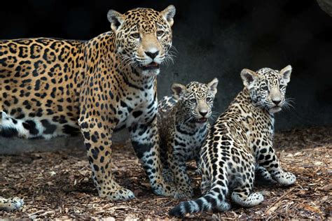 Houston Zoo showing off adorable jaguar cubs - Houston Chronicle