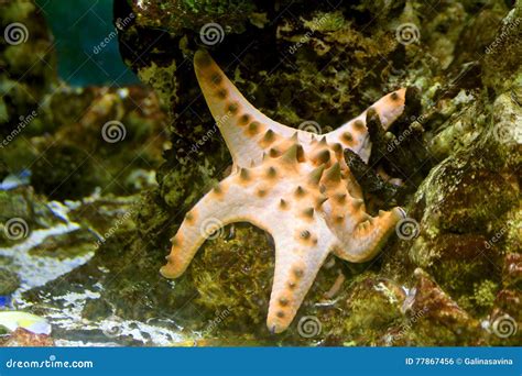 Starfish stock photo. Image of predator, needle, starfish - 77867456