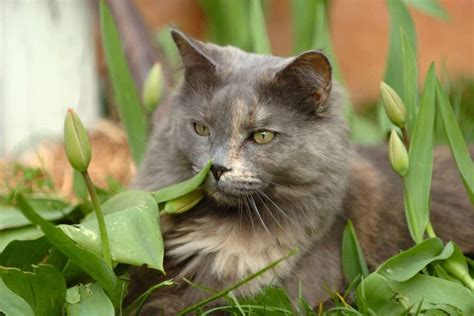 Your Maine Coon Doesn't Purr? (7 Possible Reasons) - MaineCoon.org