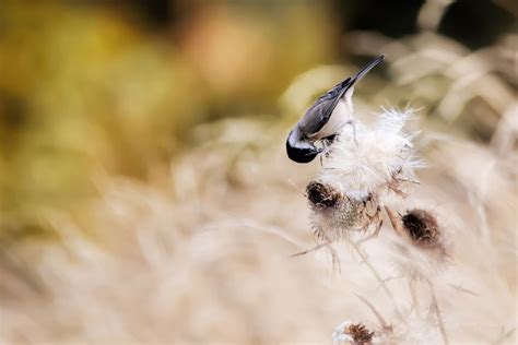 10 Wildlife Photography Tips for Beginners | Iceland Photo Tours