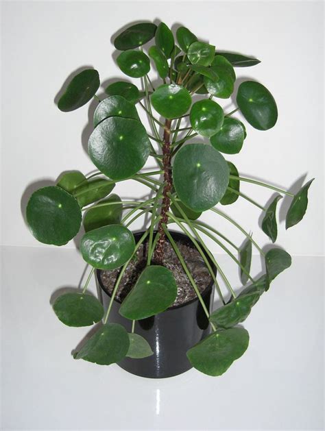 How to Grow Chinese Money Plant - Dengarden