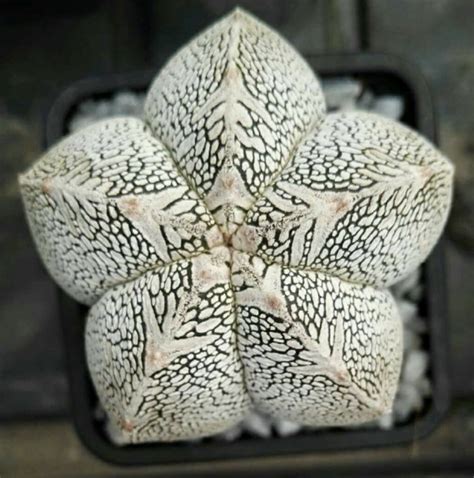 Astrophytum myriostigma cv. Onzuka - 5 seeds — rareplant