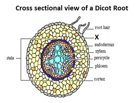 Draw a cross sectional view of a dicot root and label itsany six parts