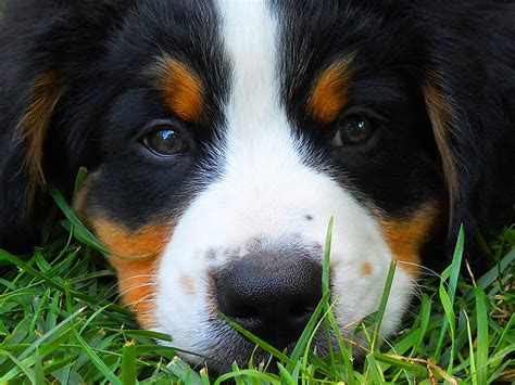 Bernese Mountain Dog Closeup 355 William Kaluta Photography Photograph by William Kaluta