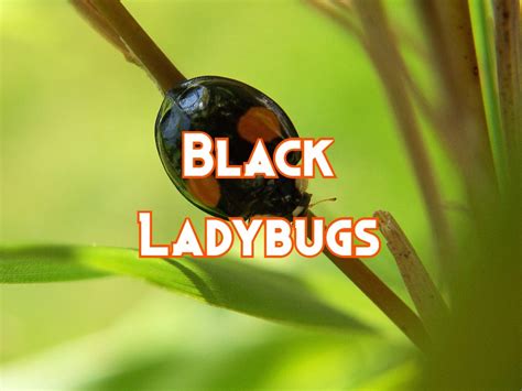 Black Ladybugs: Types, Pictures, Spiritual Meaning, and Bite