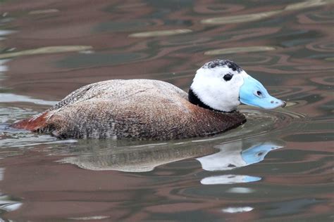 White-headed duck | (Oxyura leucocephala). This is one of Eu… | Flickr