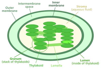 Plastids | Definition, Example &Types - Lesson | Study.com