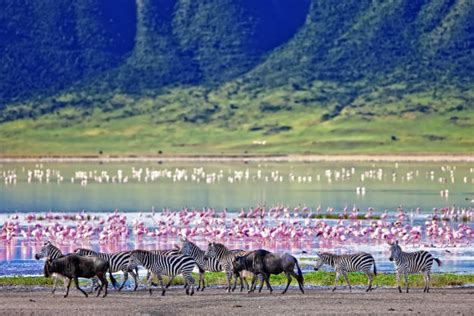 Maasai Mara National Reserve: 5 Reasons to Visit This Amazing Wildlife Game Reserve in Kenya ...