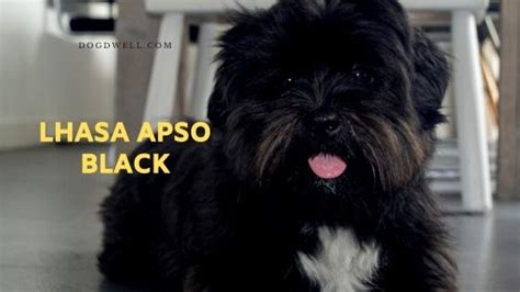 Lhasa Apso Black Dog Breed - Profile | Care | Training - Dog Dwell