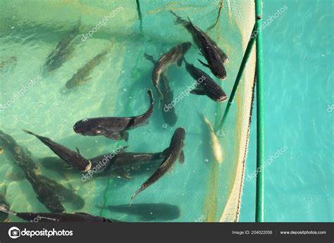 Close Fish Cage Fish Farming Sea Fish Farm — Stock Photo © thefutureis ...