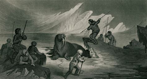 File:Walrus hunting.jpg