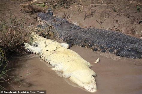 Unbelievable moment a massive 5.5metre crocodile devours another 4metre saltie in Adelaide River ...